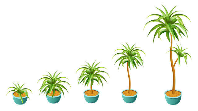 Growing palm concept. Set to computer games. Isolated vector illustration.