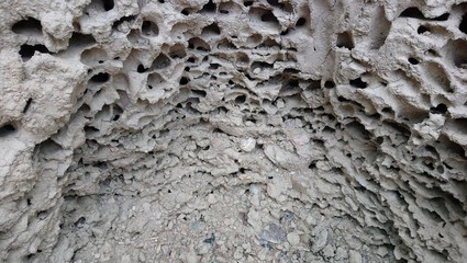 anthill in forest wild life