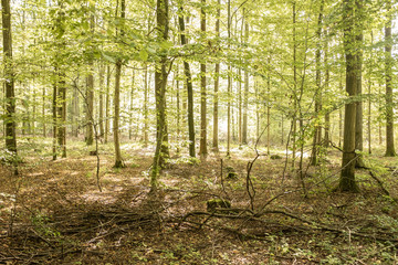 Schonung mit jungen Bäumen im Gegenlicht im Schönbuch bei Einsiedel
