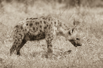 Hyena feeding, Africa