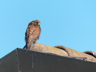 Falco tinnunculus - Gheppio