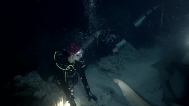 group of scuba divers watching a unique moment -  male Nurse Shark are trying to compulsion to mating of a pregnant female. Tawny Nurse Shark - Nebrius ferrugineus, Indian Ocean, Maldives, Asia
