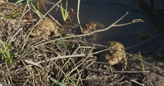 The common toads are going out of the pond, 4k