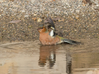 Fringilla coelebs - Fringuello