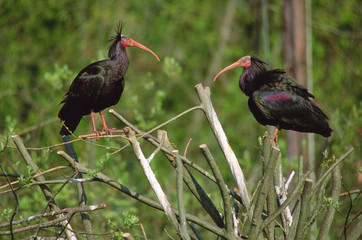 Geronticus eremita - Ibis eremita