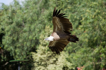 Gyps fulvus - Grifone