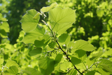Fresh green leaves of Linden tree under sunlight