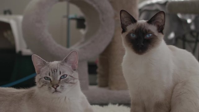 Portrait of two white and brown cats/kittens looking forward at the camera. 