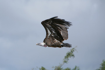 Gyps ruppellii - Avvoltoio di Ruppell