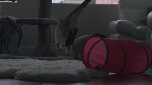 Cat/kitten leaping and playing in slow motion 