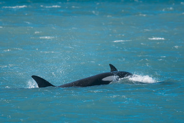 Orca Family, Patagonia Argentina