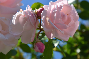 pink roses in English rose garden / 英国式庭園のピンクローズ(ブルーバック, クローズアップ)	