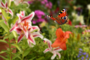 Schmetterling 436