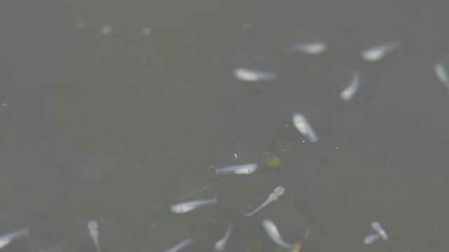 Diving beetle swimming among newly hatched moor frog tadpoles