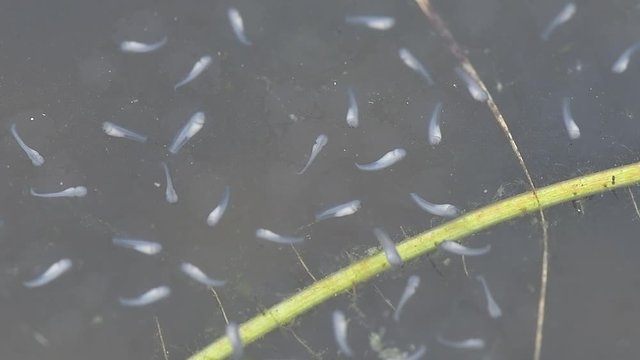 Diving beetle swimming among newly hatched moor frog tadpoles