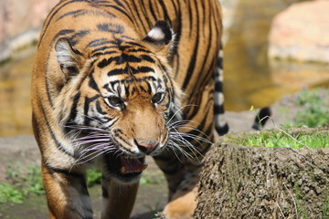 スマトラトラには手を出すな