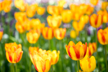 Obraz premium Yellow color of blooming tulip flower on garden background