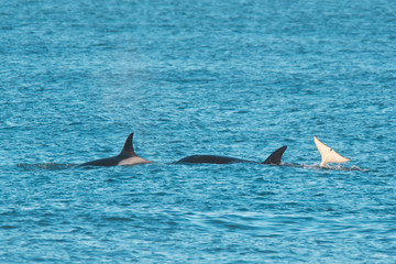 Orca Family, Patagonia Argentina