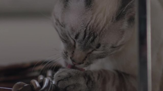 Close up of a cute cat/kitten licking his paws and cleaning himself.