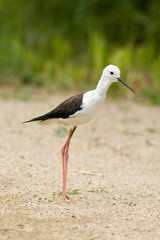 Himantopus himantopus - Cavaliere d'Italia