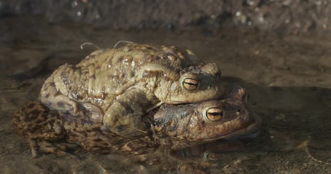 Closeup of two common toad in the spring time, 4k