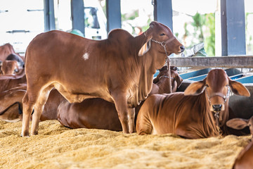 Brazilian Zebu elite cattle in a exhibition park