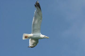 Larus michahellis - Gabbiano reale mediterraneo