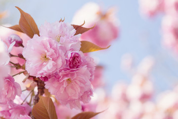 Soft focus Cherry Blossom or Sakura flower on nature background.Sakura flower close-up against a blue sky with place for text.Cherry blossom in pastel shades