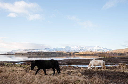 Icelandic horses in icelandic landscape.