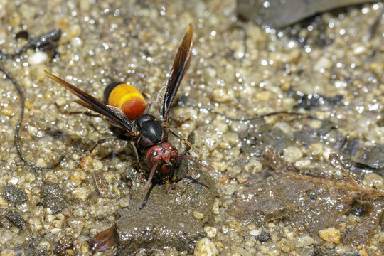 Image of Lesser Banded Hornet(Vespa affinis) on nature background. Insect. Animal