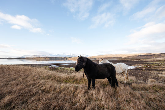  Icelandic horses in icelandic landscape