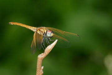 Image of crimson dropwing dragonfly(female)/Trithemis aurora on a branch on nature background. Insect. Animal