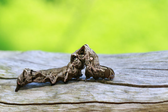 Image of brown caterpillar on brown dry timber. Insect. Animal