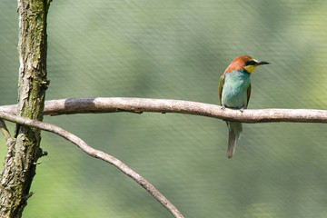 Merops apiaster - Gruccione
