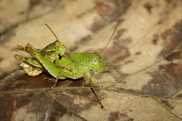 Image of Male and Female Green grasshoppers(Acrididae) mating make love on a brown leaf. Locust, Insect, Animal.