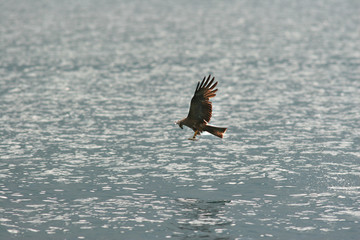 Milvus migrans - Nibbio bruno