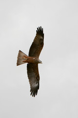 Milvus migrans - Nibbio bruno