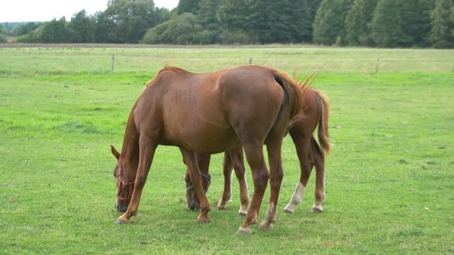 Professional video of horses standing on the meadow in 4K slow motion 60fps