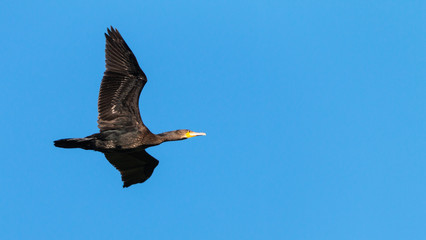 cormorant in flight