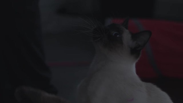 Cat/kitten Jumping And Playing With A Toy Dangling Above Him.