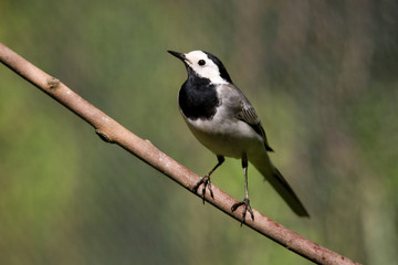 Motacilla alba alba - Ballerina bianca