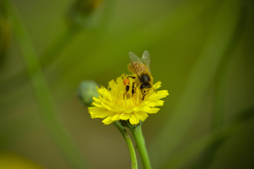 Bee on a wild flower, Patagonia