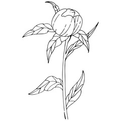 Wildflower peony flower in a vector style isolated. Full name of the plant: peony. Vector wildflower for background, texture, wrapper pattern, frame or border.