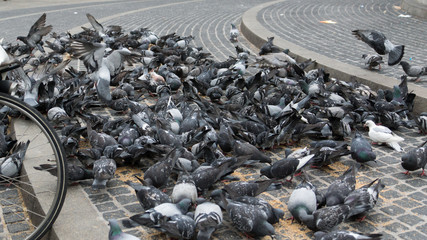 Taubenfütterung in der Stadt