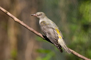 Oriolus oriolus - Rigogolo