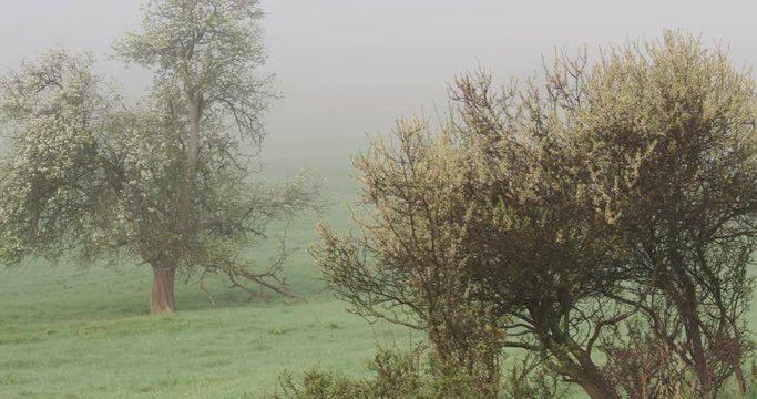 The foggy morning in the field of agricultural painting, 4k