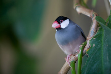 Padda oryzivora - Padda