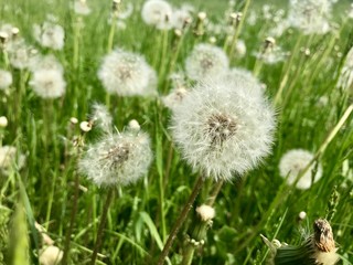 Pusteblume 