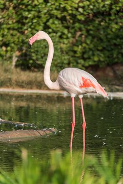 A greater flamingo in a pond