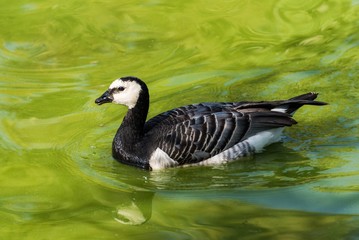 A barnacle goose in the water